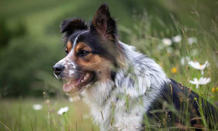 Hund in Blumenwiese